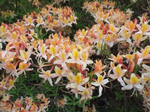 Azalea ‘Crocea Tricolor’