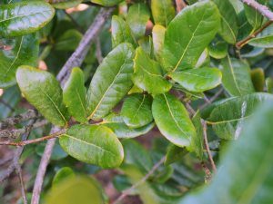 Quercus rhederiana