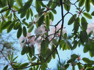 Rhododendron loderi ‘Fairy Queen’ (griffithianum x fortunei ssp. fortunei)
