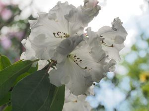 Rhododendron ‘Jubilee Queen’ (loderi ‘Venus’ x Rose du Barri – 1935)