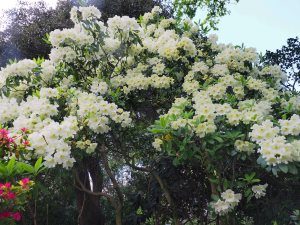 Rhododendron ‘Leonardslee Primrose’