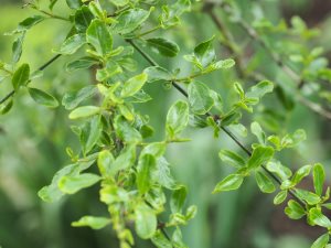 Discaria discolor