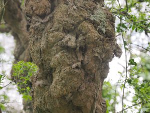 Discaria discolor
