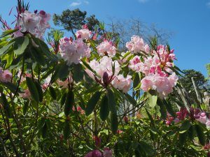 Rhododendron ‘Loderi Pink Topaz’