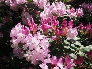 unnamed rhododendron hybrid