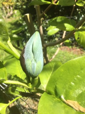 magnolia labelled acuminata multiflower subcordata