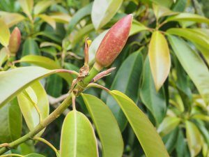 Magnolia aff. floribunda var. Tonkinensis