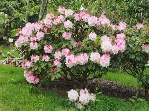 Rhododendron “Lem’s Monarch”