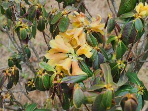 Rhododendron cinnarbarinum Concatenans Group