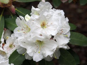 Rhododendron decorum