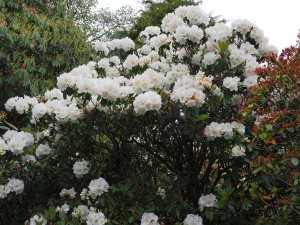 Rhododendron decorum