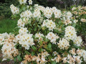 Rhododendron ‘Lady Montagu’