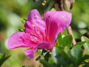 Azalea indica ‘Macrantha Pink’