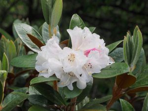Rhododendron bureavei