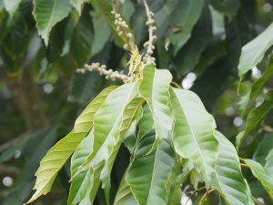 Lithocarpus kawakamii