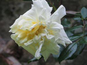 Rosa ‘Alberic Barbier’