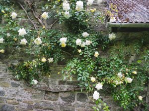 Rosa ‘Alberic Barbier’