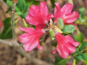 Rhododendron ‘Biskra’