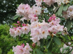 Rhododendron decorum