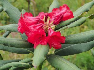 Rhododendron parishii