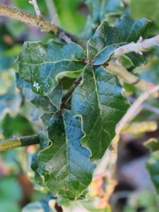 Quercus hypoxyantha