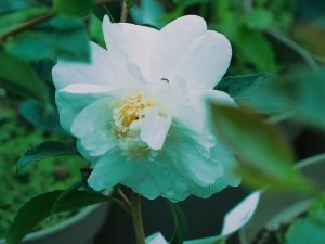 Camellia “Winter’s Dream”