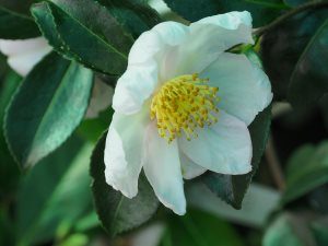 Camellia ‘Shinonome’