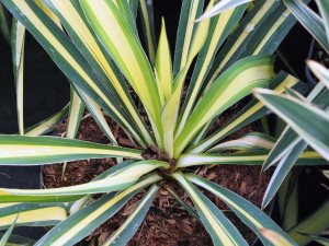 Yucca flaccida ‘Color Guard’