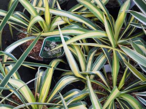 Yucca flaccida ‘Color Guard’