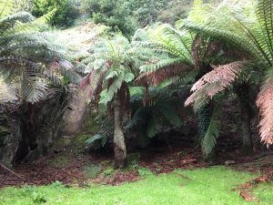 Tree ferns in the quarry