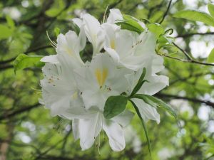 Nearly pure white deciduous azalea