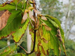 Acer caesium subsp. giraldii