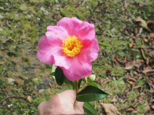 Camellia ‘November Pink’