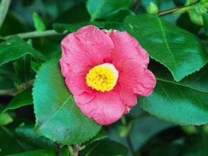 Camellia ‘Tregye’