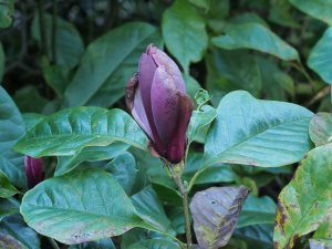 Magnolia lilliflora ‘Nigra’