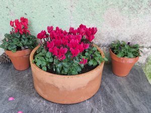 cyclamen and winter pansies