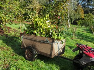 cartload of plants