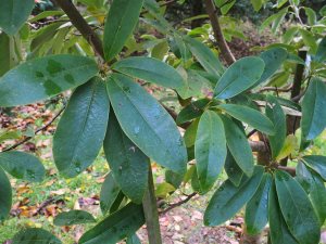 Magnolia (Manglietia) decidua