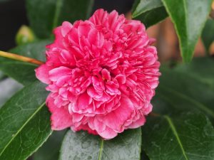 Camellia ‘Betty Robinson’