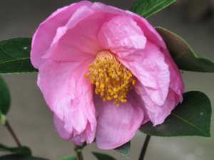 Camellia reticulata x sasanqua ‘Show Girl’