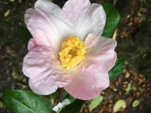 Camellia x williamsii ‘JC Williams’