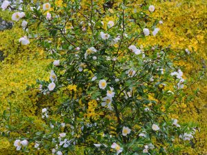 Camellia sasanqua ‘Narumigata’ and Gingko biloba