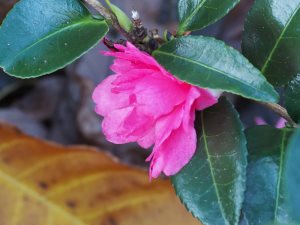 Camellia sasanqua ‘Elfin Sun’