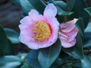 Camellia sasanqua ‘Pink Goddess’