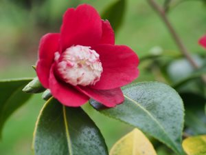 Camellia ‘Bokuhan’