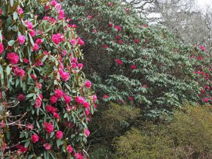 Rhododendron nobleanum and Rhododendron ‘Winter Intruder’