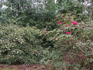 Rhododendron ‘Winter Intruder’ and Camellia ‘Winton’