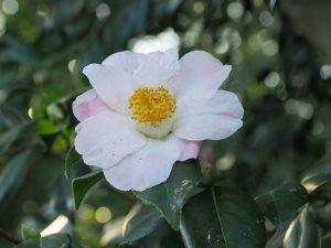Camellia x williamsii ‘Charles Michael’