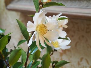 vase of camellias