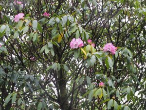 Rhododendron arboreum ssp. delavayi var. albotomentosum